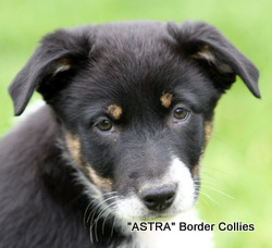 Triclour female, Smooth to medium coat, border collie puppy